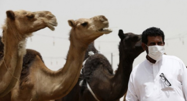 أول إكتشاف لجنون الابل أو التهاب الدماغ الإسفنجي عند الإبل