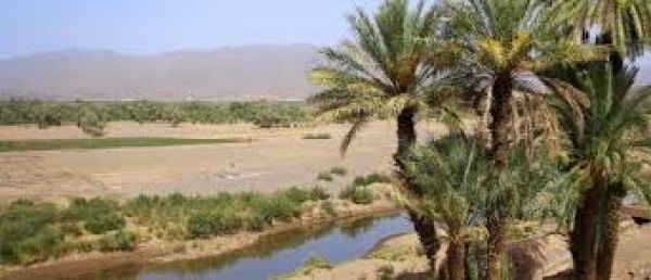 Monsieur le Vice Recteur de la p&eacute;dagogie inaugure le 6&egrave;mWorkshop sur l&rsquo;agriculture saharienne